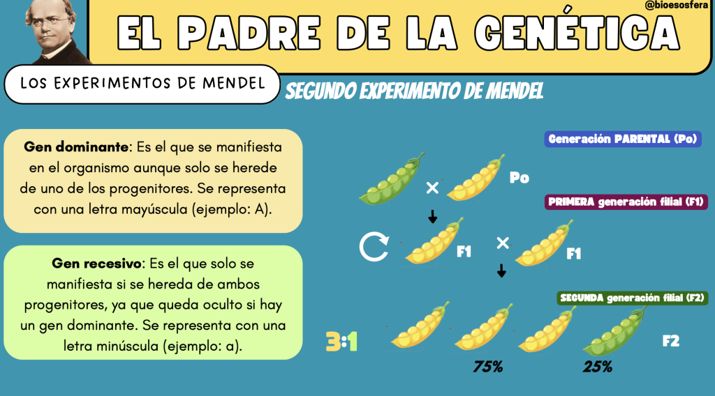 gen-tica-mendeliana-presentaci-n-completa-con-teor-a-ejercicios-y