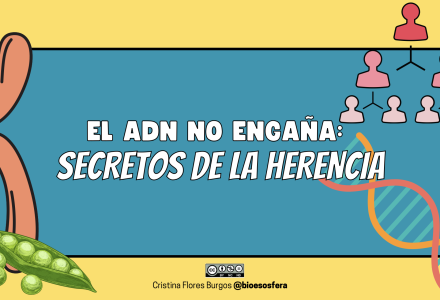 Genética Mendeliana – presentación completa con teoría, ejercicios y soluciones